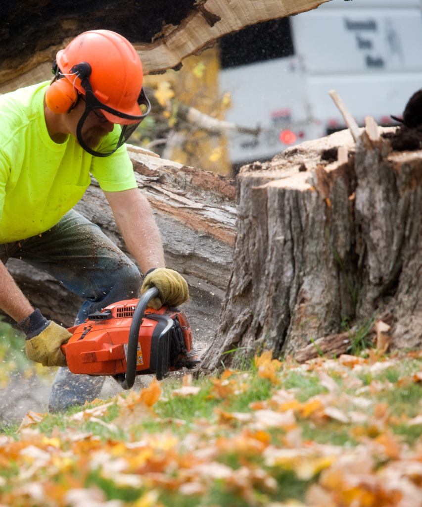 Tree Service