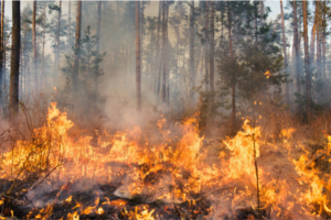 How Forestry Mulching Reduces Wildfire Risk on Marion County Properties