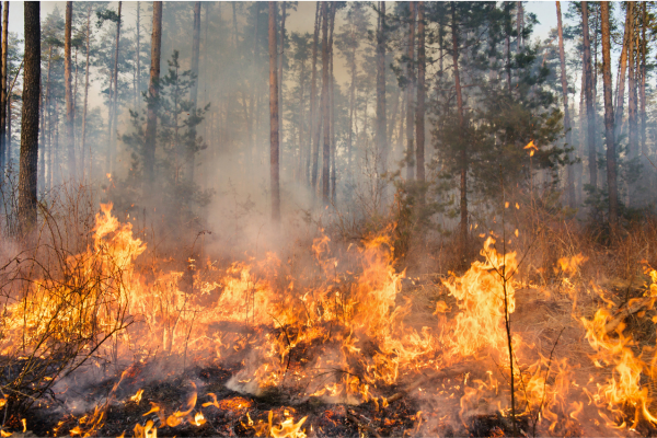 How Forestry Mulching Reduces Wildfire Risk on Marion County Properties