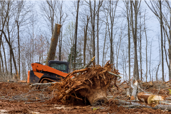 How Lake County Landowners Can Reclaim Overgrown Acreage the Right Way